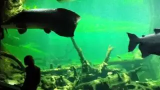 Научный музей международного масштаба CosmoCaixa
