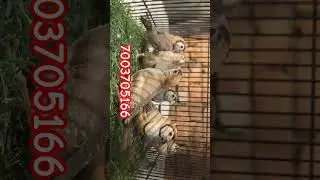 Owl finches available#galiffstreetmarketkolkata #birdsmarket #breedingpair #pets #radhakrishnaaviary