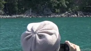 Seward Whale Cruise videos (UNEDITED)