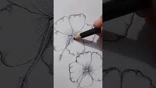 Hibiscus flowers drawing #rupaartgallery #art#drawing