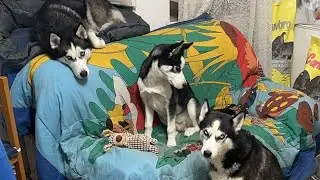 El cachorro Balto ha crecido mucho y solo Tiene ¡Cuatro meses!