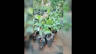 Thai king jamun #Thaikingnjaval #jamun #fruit #nursery #agriculture #garden