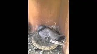 طيور زرك نهار كامل ابو جنة07729377014