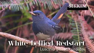 Hard to Spot! White-bellied Redstart’s Secret Life in the Bushes. #birdsofsikkim
