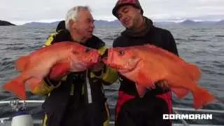 CORMORAN: SEACOR System Octo Glow | Das Vorfach zum Angeln auf Rotbarsch