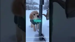 Kind man Rescues Dog Stuck to forzen rod #shorts