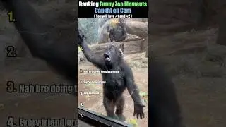 Zoo Animals Being Hilariously Weird 😂🐘