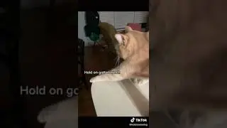 Cat: Fakes A Limp, Then Switches Paw #Shorts (See Description)