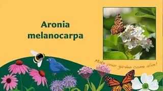 Aronia melanocarpa - black chokeberry