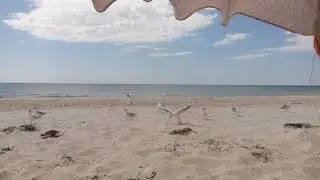 17 кормим чипсами птиц