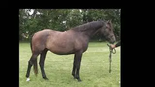 Northern Mist- Shown at 2 Yr. old - Oldenburg Dressage Prospect by Odilon,  in Sept. 2020,  For Sale