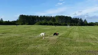 Borzoi Male Run 1 Course 86