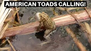 Eastern American Toads Calling In April Of 2022 - Benjamin's Exotics