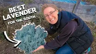 The Best Lavender Plant for the South