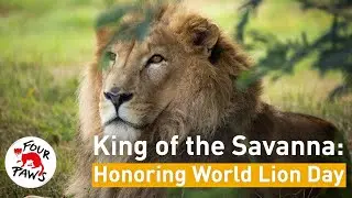 World Lion Day: Roar for Change!
