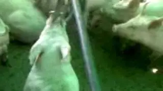 Piggery Life