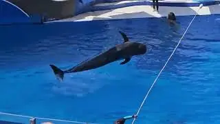 What Dog Training Can Learn from Marine Mammals | Positive Reinforcement