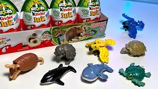 Животные – броненосец, кит, косатка, ёж, морская черепаха, гигантская черепаха, ара