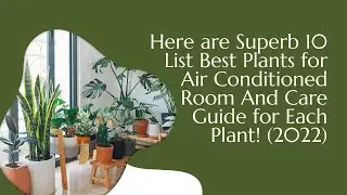 Here are Superb 10 List Best Plants for Air Conditioned Room And Care Guide for Each Plant! (2022)