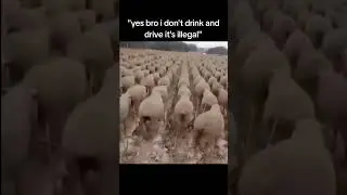 sheep #meme #funny #beer