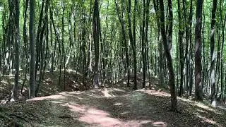 Peaceful Summer Walk in the Forest 🌳✨ Nature Sounds & Green Escape