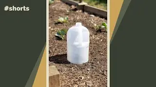 Don&rsquo;t throw out your plastic containers! Here&rsquo;s a great way to reuse them in your garden! #shorts