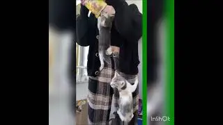 Kittens climb on owner's #shorts #cut kittens #kitten