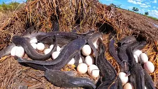 Best hand fishing - skilled man catch a lot of fish and pick duck eggs in rice field in mud water