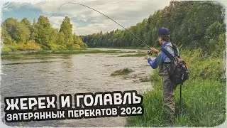 ЛОВИМ ЖЕРЕХА и ГОЛАВЛЯ 🎣 ДИКАЯ РЕКА ИЮНЬ 2022