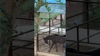 Udaipur&rsquo;s Most Pet-Friendly Luxury Resort | Meet the Animals of Sarasiruham!
