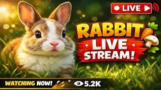 Radha Krishna Pets 🐇 | Cute Rabbit Shorts & Care Tips