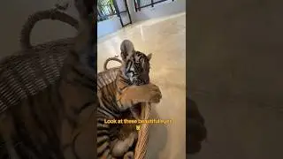 #travel #explore #beautifuldestinations #thailand #asia #summer #tiger #swing #discover #island#usa