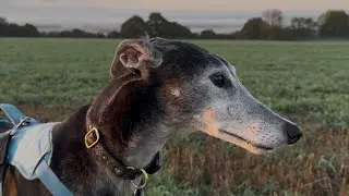 Our Rescue Greyhound | Seanie our Retired Greyhound | ex Racer