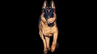 VDSWK Puppy Guidelines