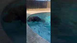 More Redbird things #bloodhound #dog #puppy #water #swimming #fun #summer #goofy #doglife #hound