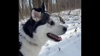 LIVE With My Dog Bernie 🐺❤️ &mdash; The Trail Less Traveled 🌲