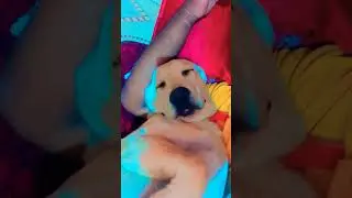 Apple head Labrador Royal pet shop#...