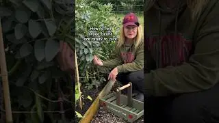 When to Harvest Broad Beans #gardeningtips #gardening #kitchengarden #shorts