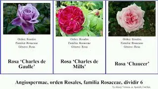 Angiospermae, orden Rosales, familia Rosaceae, dividir 6 comtesse charles des angiosperms Crimson