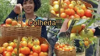 Dia de colheita por aqui 🍅🍅🍅🍅🍅🍅