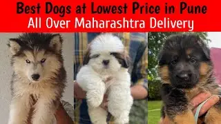 Best Dogs at Lowest price in Pune 🐾 All Over Maharashtra Delivery ✅