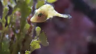 Rudarius ercodes Whitespotted pygmy filefish