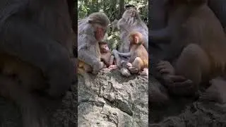 Clear Hierarchy in the Monkey Troop! 🐒👑 #Monkeys #AnimalHierarchy #WildlifeBehavior