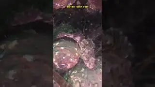 A little  Rock Goby fish