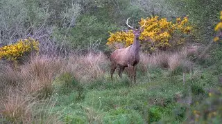 Deer Photography, Red Deer, Roe Deer Wildlife Film on Sony A7iii Camera