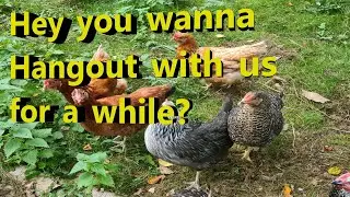 Chickens doing their own thing chilling in the orchard on  