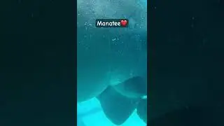Have you seen a Manatee Eat? ❤️