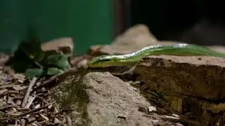 Green Snake Slithering - Copyright Free Stock Footage Clip