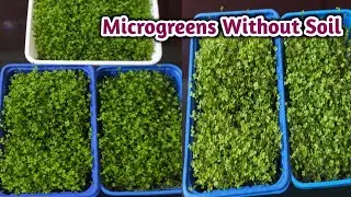 How To Grow Microgreens Without Soil
