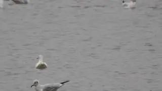 Leucistic 1st w Black-headed Gull MVI 7153